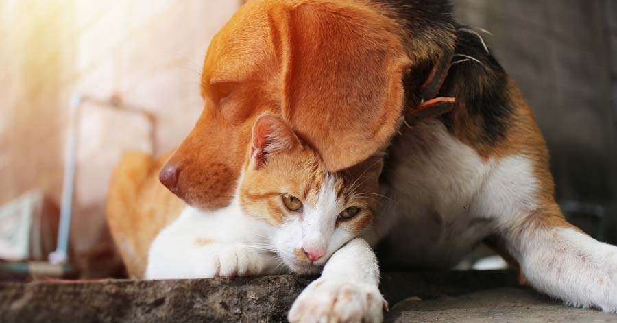 The Facts about Cancer in Dogs and Cats