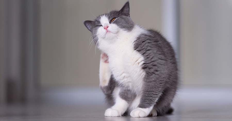 The Best Natural Flea Treatment for Cats